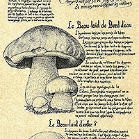 Poster Champignons